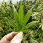 【動画】大麻や自己啓発の動画で人気のYouTuberが突然姿を消す → 5月に活動再開した途端、『大麻所持で自首』を生配信