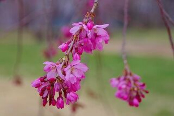 三神峯公園の桜 ベニシダレ 紅枝垂 三神峯公園の桜 ベニシダレ 紅枝垂
