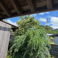 裏庭しごと。