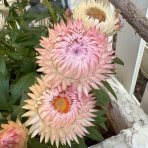 のばらのガーデニングブログ　Hana and Rose Garden+