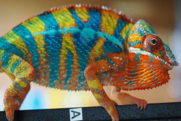 COLORS - パンサーカメレオンアンビローブ