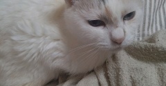 実物のﾈｺﾁｬﾝたちセカンド334
