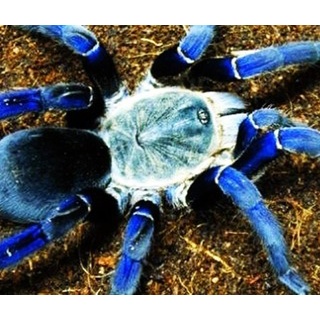 『部屋の天井にちっさい蜘蛛いるんやが』の画像