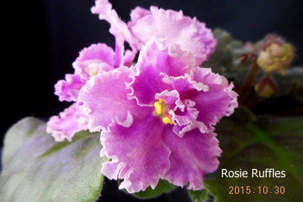 セントポーリア　☆LE-Rosa Vetrou(Rose of winds )☆ Ukrainian  1⁄21 LE-ROZA VETROV(ROSE OF WINDS)\u200b\u200b／セントポーリア／ウクライナ