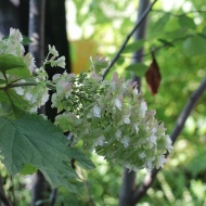 【インテリア】今夏の庭の思い出作りは豪華なこの花が活躍中♪