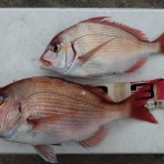 オオモリボート・スタッフ釣り日記