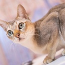 渋谷区　SUさま