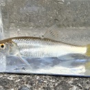釣りで何が採れるかテスト　Babyはメダカだった