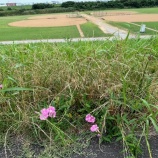 『３連休は40度に迫る暑さに警戒！』の画像