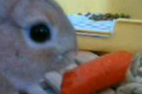 こうさぎの日常