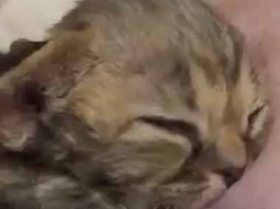 【これはヤバイ】 ネコの赤ちゃんは授乳の時間だった。いっぱい飲んで、お腹いっぱい！ → 貴重な瞬間はこちらです…