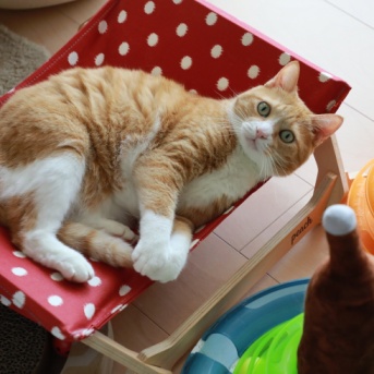 予想外でどっきりする猫。