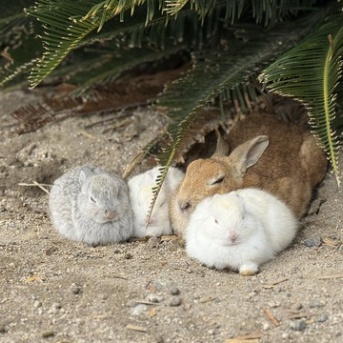 【大久野島】うさぎまみれの瀬戸内の島へ