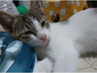 犬の散歩中に４歳くらいの子とよく会うんだけど、夜に散歩してたらその子に会った。私「こんな時間に何してるの？」子供「ママに『外にいなさい』って言われたからいい子にしてるの」