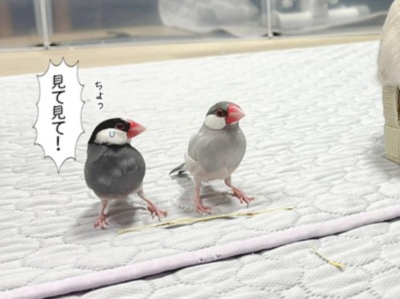 うさぎによるチモシー講座