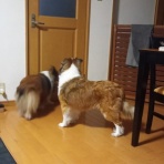 ボルゾイな生活