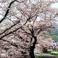 4/6(月)〝竹ヶ端運動公園〟〝集会所裏水呑川土手〟サクラ並木の散策(^.-)☆(12)