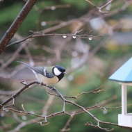 【初冬の庭】軍団が勢ぞろいした日！それにはちゃんとした理由がある！！
