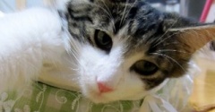 お店で5日間鳴き続けていた猫の家族記念日