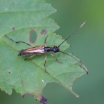 ちょっとだけ不思議な昆虫の世界（３）