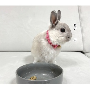 うさぎのルリ(1/4追記)