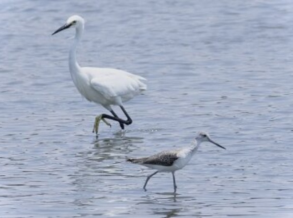 2026年6月12日の野鳥公園