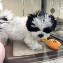 プーシーズくん🐶