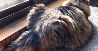 【猫写真】寸胴のたぬき猫マロちゃん