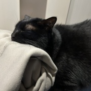 【猫写真】アゴ置きはあったほうがいい