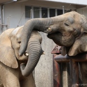 仲良し姉妹の朝のスキンシップ