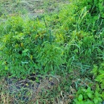 医食同源里山日記