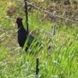今日の野鳥　オオヨシキリ・カワラヒワ・カワセミ・トビ・キジ・ホオジロ
