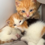 ねこかます