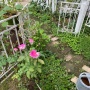 ＊夏の小庭の小さな変化