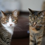 ねことアパートと1人暮らし～とらやんとおらと～
