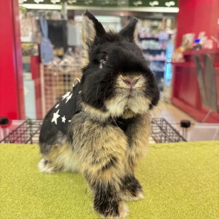 うさぎブログ　うさぎのしっぽ公式ブログ「日々しっぽ」