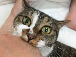 私が幼稚園のとき、私に赤ちゃん預けて行方をくらますおばちゃんがいた。赤ちゃん好きだが飽きっぽかった私は公園に赤ちゃん放置して帰宅。→大騒ぎになってＤＱ母にひっぱたかれた。