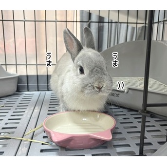 うさぎのルリ(1/15追記)