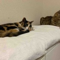イケメンベネリ君