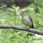 野鳥は可愛い♪ ２