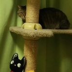 韓国ドラマ と 猫 と スイーツ。