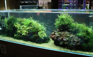 水槽展示が「綺麗すぎる」美術館