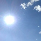 森の新しい仲間　ボストンテリア