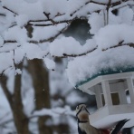 アナベルにかこまれて