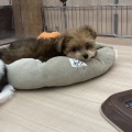 お店の子紹介🐕