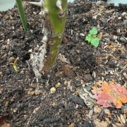 ＊根元がガッツリ枯れたカラーオブジュピターは助かるのだろうか⁈