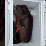 みなもと渡船のオフィシャルblog