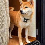 風太通信～柴犬風太の日記帳