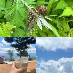 おひとりさま→高齢シンママの徒然