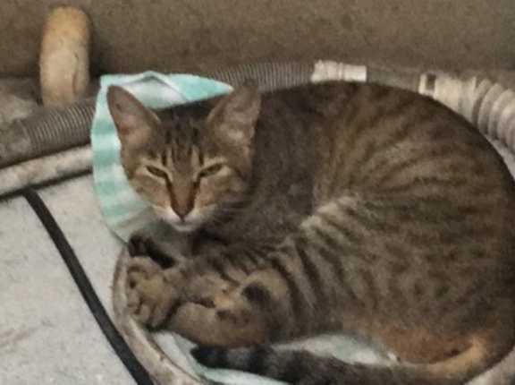 猫の季節開幕前　20260202